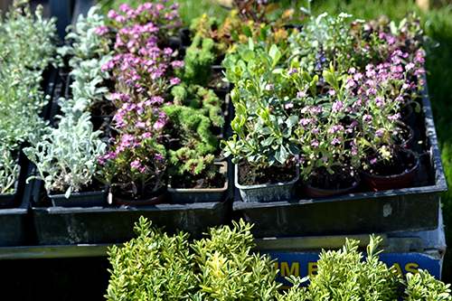 Sajam hortikulture Gospodjinci Bagrem beli