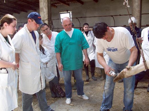 veterinari sajkas