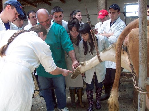 veterinari sajkas