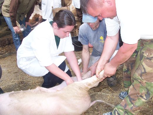veterinari sajkas